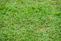 Natural asian green grass closeup in the morning