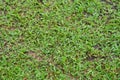 Natural asian green grass closeup in the morning