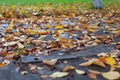 Natural autumn background. Autumn background of yellow fallen leaves on stone path and green grass of lawn with copy Royalty Free Stock Photo