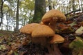 Closeup on a colorful orange brown spectacular rustgill mushroom, on the forest floor