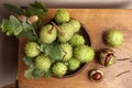 Green and thorny horse chestnut fruits in interior, top view.