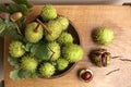 Green and thorny horse chestnut fruits in interior, top view.