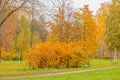 Natural autumn fall view of trees with yellow orange leaf in forest or park. Trees with colorful foliage during autumn Royalty Free Stock Photo