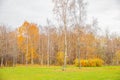 Natural autumn fall view of trees with yellow orange leaf in forest or park. Trees with colorful foliage during autumn Royalty Free Stock Photo