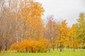 Natural autumn fall view of trees with yellow orange leaf in forest or park. Trees with colorful foliage during autumn Royalty Free Stock Photo