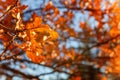 Natural autumn fall view of trees with yellow orange leaf in garden forest or park. Oak leaves during autumn season Royalty Free Stock Photo