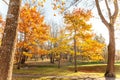 Natural autumn fall view of trees with yellow orange leaf in garden forest or park. Oak leaves during autumn season Royalty Free Stock Photo