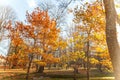 Natural autumn fall view of trees with yellow orange leaf in garden forest or park. Oak leaves during autumn season Royalty Free Stock Photo