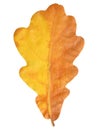 Natural autumn oak leaf on white