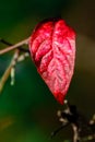 Natural autumn outdoor color macro foliage close up portrait of a single isolated autumnal red leaf with detailed texture Royalty Free Stock Photo