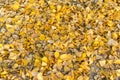 Natural autumn pattern background with dry and yellow mapple foliage. Fall leaves pattern. yellow leaves on the ground. background Royalty Free Stock Photo