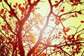Natural Autumn tree on sky Royalty Free Stock Photo