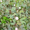 Natural herbal shame plant sensitive plant mimosa pudica creepers leaves flowers in sri lanka Royalty Free Stock Photo