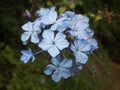 Flower pack with a light blue tone in the forest