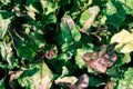 The natural backdrop of the beet leaves. Vegetable texture background