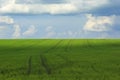 natural backdrop of blue sky and green fields covered with grass