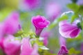 Natural backdrop of fragrant pink flowers, shiny rain and sun glare