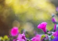 Natural backdrop of fragrant pink flowers, shiny rain and sun glare