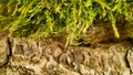 Natural backdrop with hypnum moss in the foreground and tree bark in blur in the background. Close-up shot in the warm rays of the Royalty Free Stock Photo