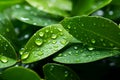 Natural backdrop Water on a green leaf, creating a fresh scene