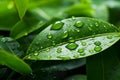 Natural backdrop Water on a green leaf, creating a fresh scene