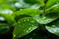 Natural backdrop Water on a green leaf, creating a fresh scene