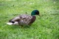 Animal world birds drake common duck