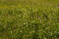 Alpine meadow motley grass