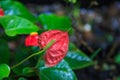 Natural Background, Anthurium Tailflower, Flamingo Flower, Laceleaf Plant and Flower. The flowers are contained in dense spirals