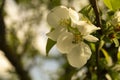 Natural background from aple tree with colour by springtime Royalty Free Stock Photo