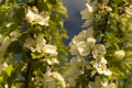 Natural background from aple tree with colour by springtime Royalty Free Stock Photo