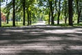 Natural background. An asphalted road in a park surrounded by trees. Horizontal frame Royalty Free Stock Photo