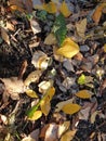 Natural background of autumn leaves of different colors, fallen from trees on the grass, conceptual autumn shot Royalty Free Stock Photo