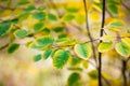 Walnut tree with colorful branches