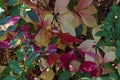 Natural background from autumnal foliage of red, yellow, green, rose, white leaves tree on the Black Sea coast Royalty Free Stock Photo