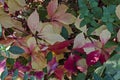 Natural background from autumnal foliage of red, yellow, green, rose, white leaves tree on the Black Sea coast Royalty Free Stock Photo