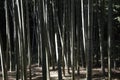 Bamboo forest scene. Royalty Free Stock Photo