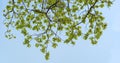 Natural background in banner format - oak branches with young spring leaves Royalty Free Stock Photo