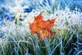 Natural background beautiful bright Golden maple leaf lies on t