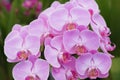 Natural background with the beautiful orchids vibrant phalaenopsis at Nursery orchids in Thailand. Royalty Free Stock Photo