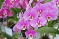 Natural background with the beautiful orchids vibrant phalaenopsis at Nursery orchids in Thailand. Royalty Free Stock Photo