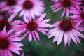 Natural background with beautiful pink flowers Echinacea bloomed in the summer garden