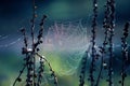 Natural background with a beautiful spider web covered with shiny drops of morning dew hung between herbs on a summer meadow Royalty Free Stock Photo