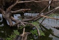 The natural background of Big tree broken fallen and debris in canal. Broken branches Royalty Free Stock Photo