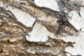 Natural background of birch bark. Birch bark close-up Royalty Free Stock Photo