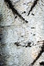 Natural background: birch bark, prepared for use: paintings, to Royalty Free Stock Photo