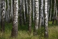 Natural background, birch grove, forest, summer birchwood, Beautiful landscape. non-urban, Royalty Free Stock Photo