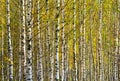 Natural background birch horizontal background