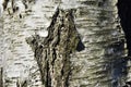 Natural background of the birch tree trunk bark. White wood texture Royalty Free Stock Photo