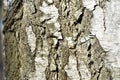 Natural background of the birch tree trunk bark. White wood texture Royalty Free Stock Photo